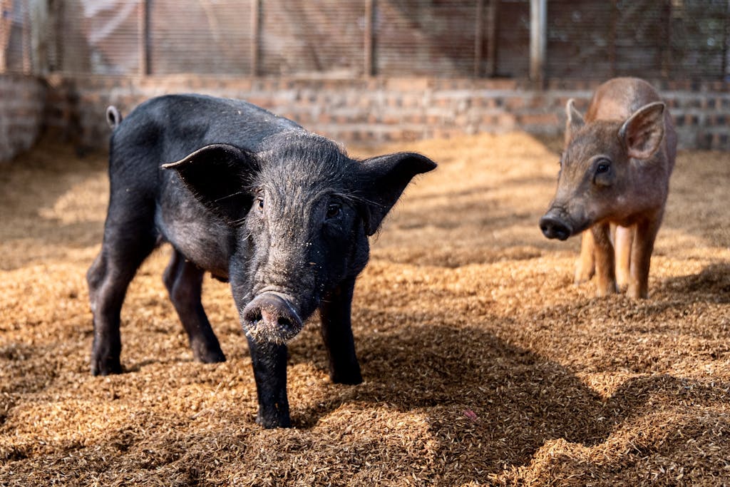 Adorable piglets exploring their sunlit pen on a farm. Perfect for animal and agriculture themes.
