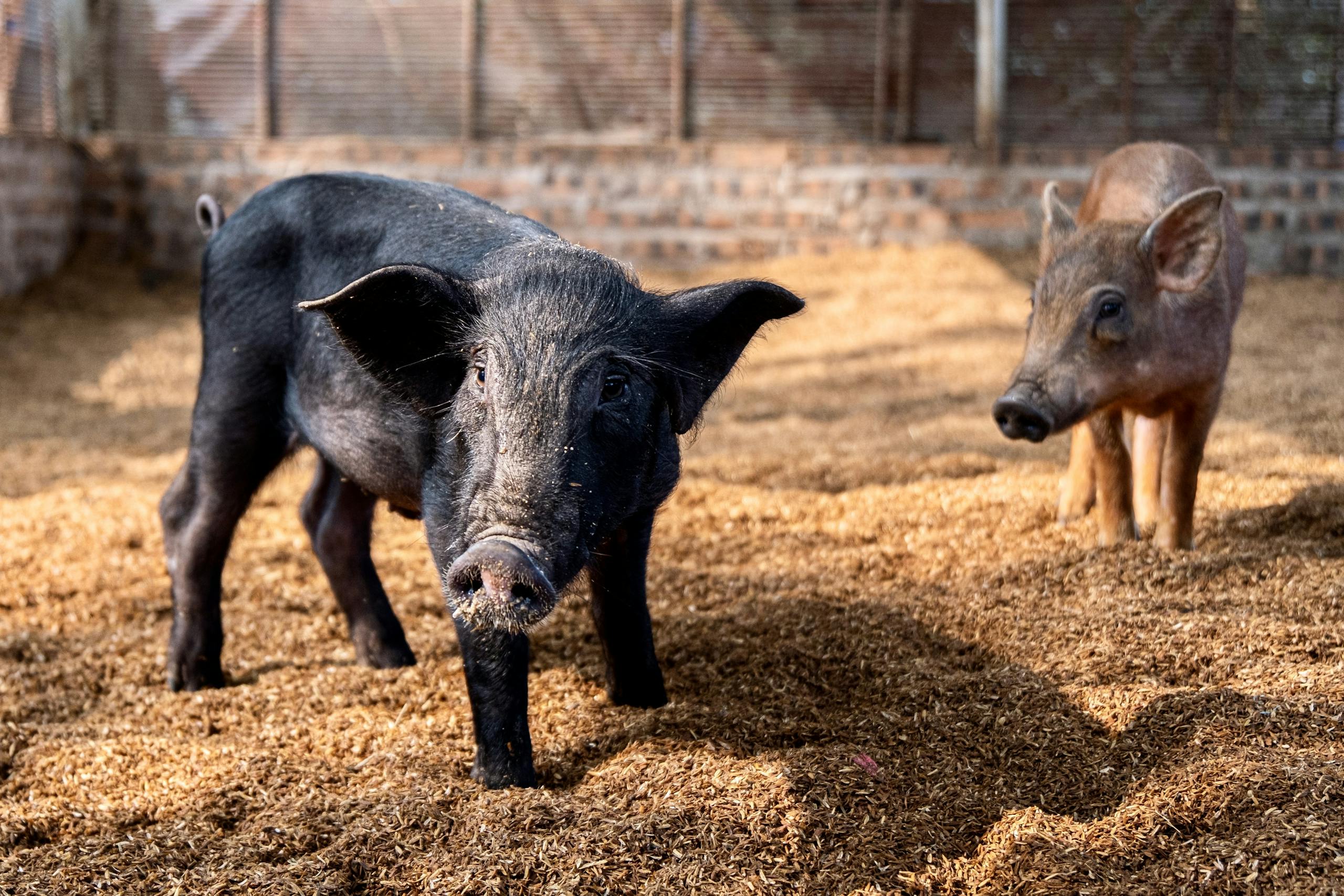 Adorable piglets exploring their sunlit pen on a farm. Perfect for animal and agriculture themes.
