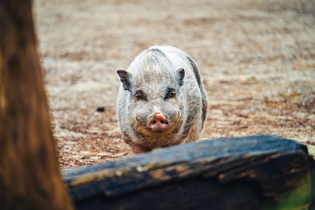 Adorable pot-bellied pig standing in a natural outdoor setting looking directly at the camera.