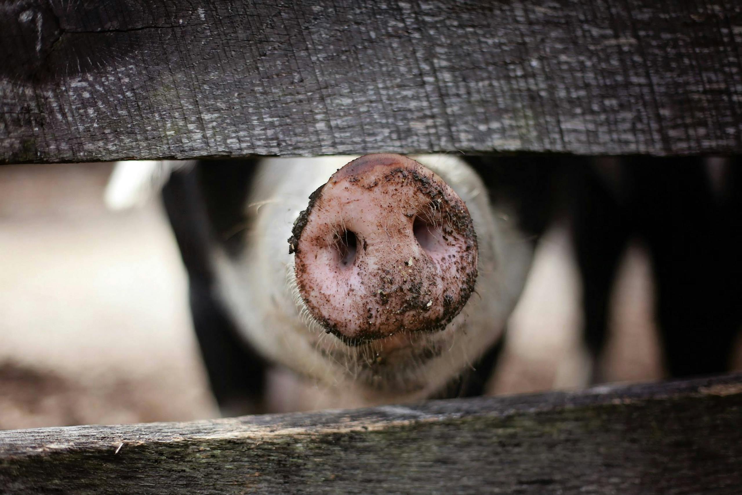 Rustic close-up of a pig's snout peeking through a wooden fence on a farm.
